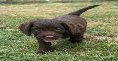 Cockapoo dogs - Advert 2