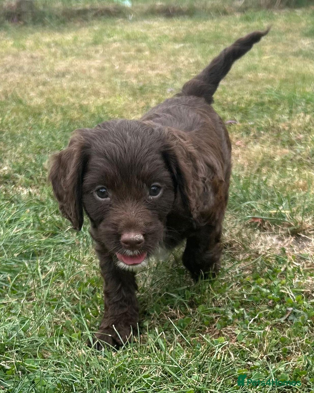 Cockapoo dogs for sale: Stunning F1b petite Cockerpoos.  - Image 2