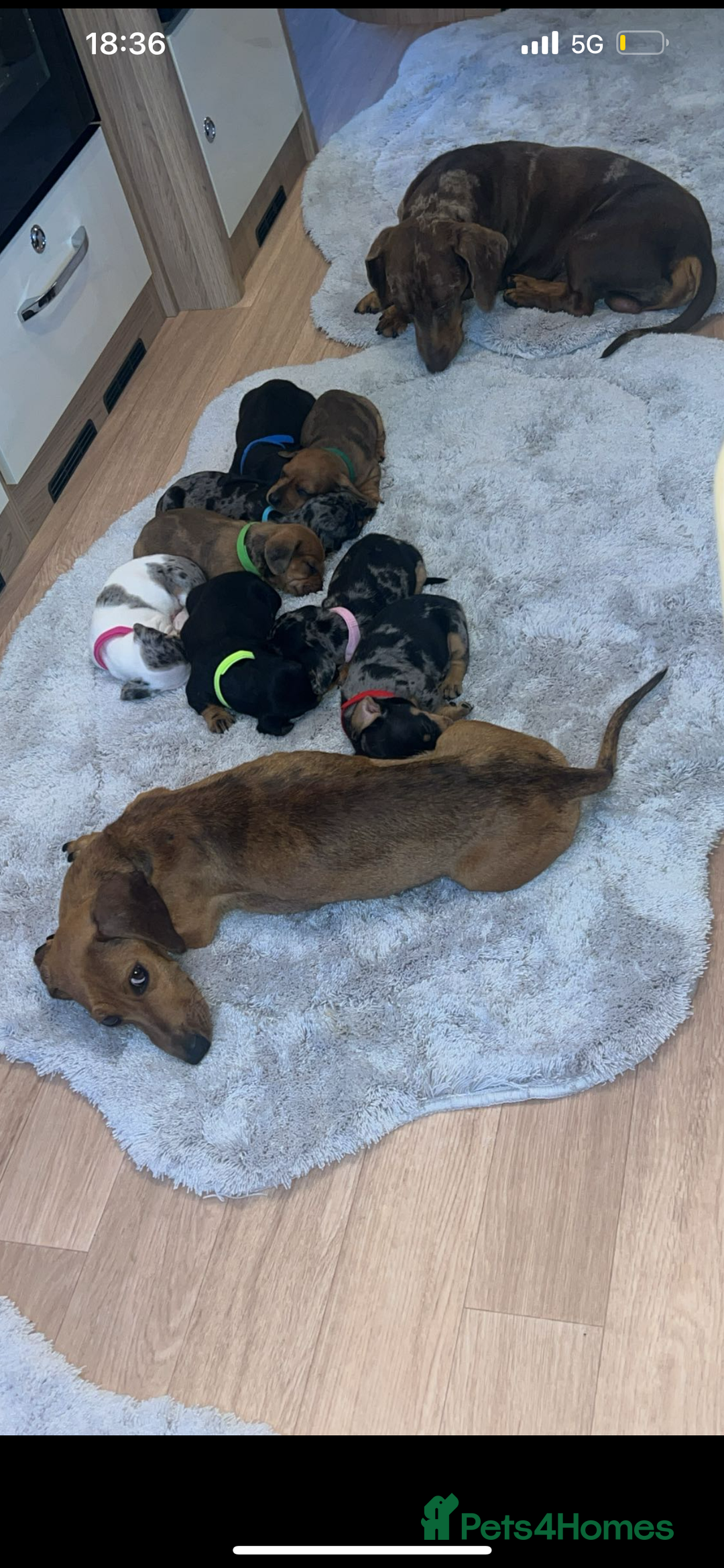 Dachshund dogs for sale: Adorable dachshund puppies ready for loving homes - Image 3