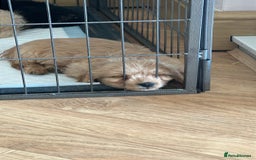 Mixed Breed dogs for sale: Last 2 puppies!  🩷 Maltipoo x Cockapoo puppies - Image 27