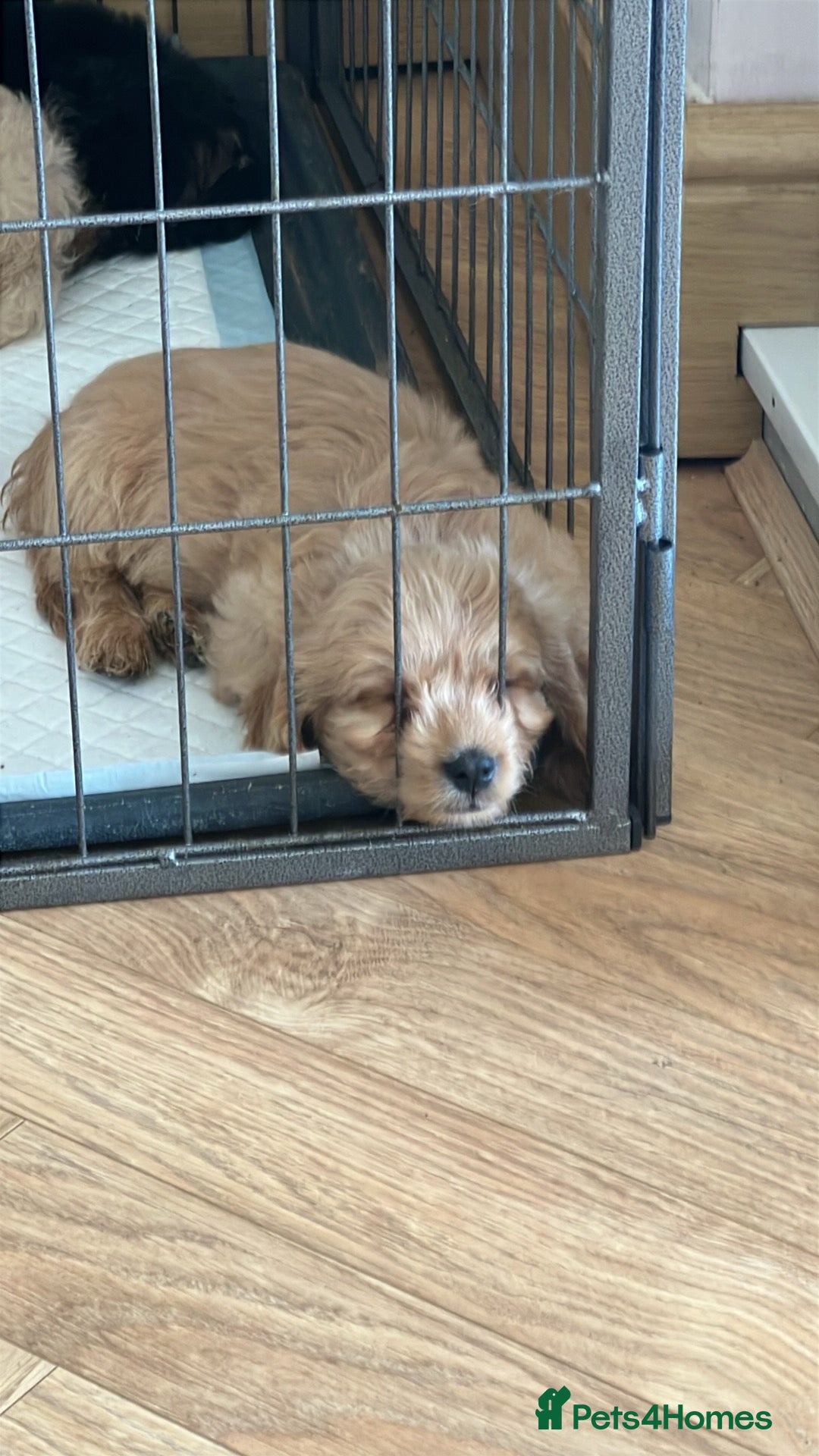 Mixed Breed dogs for sale: Last 2 puppies!  🩷 Maltipoo x Cockapoo puppies - Image 27