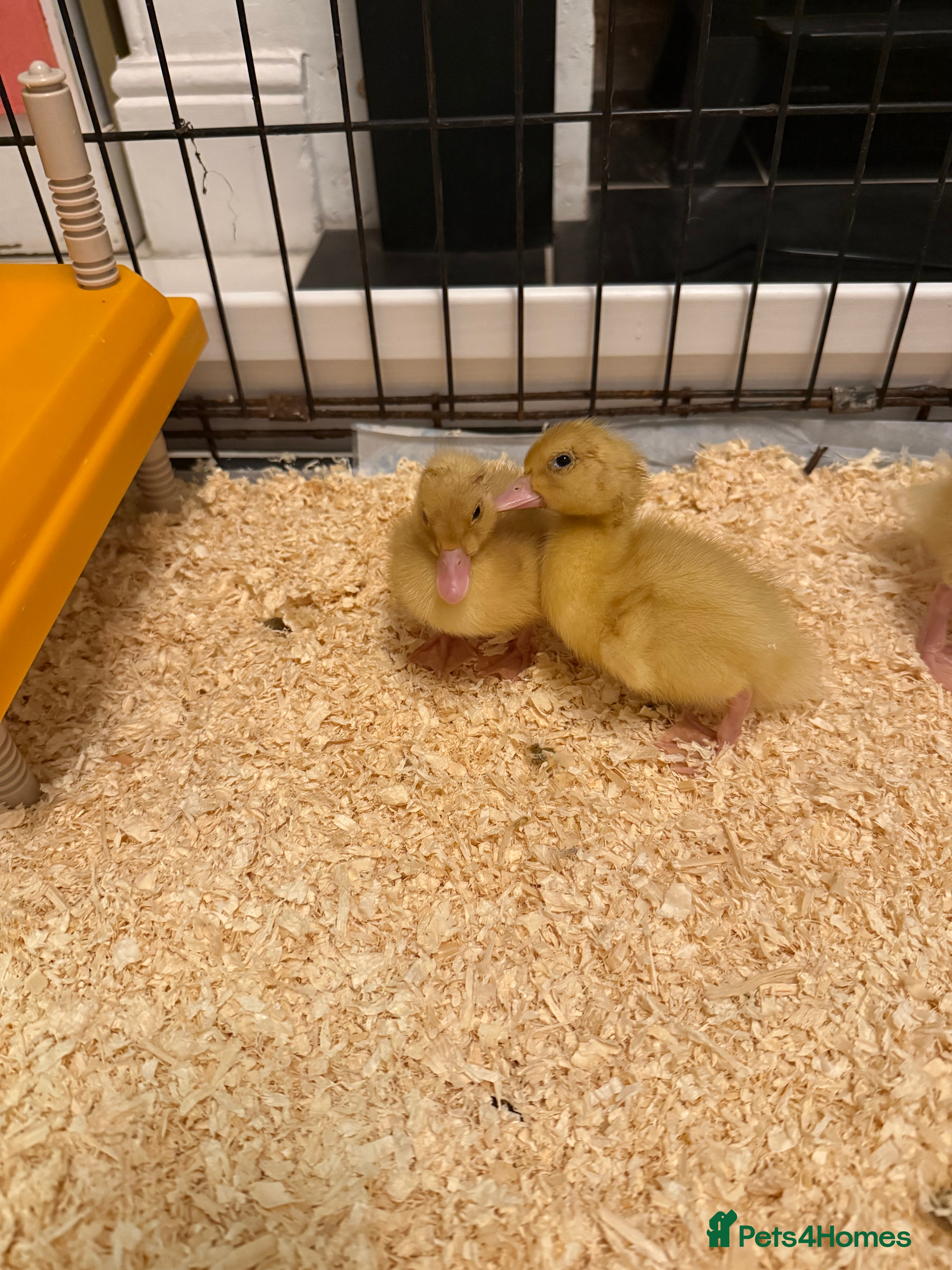 Ducks poultry 1 Day old Ducklings - Advert 1