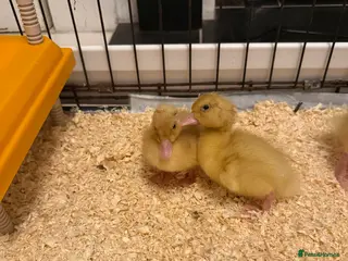 Ducks poultry 1 Day old Ducklings - Advert 1