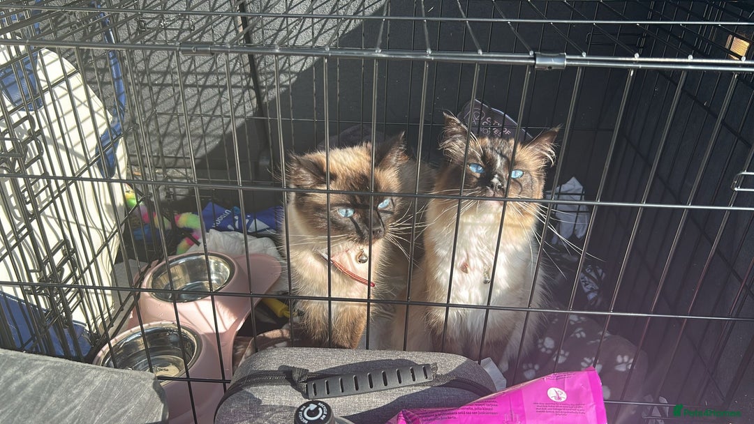 Ragdoll cats for sale: 2 Ragdoll sisters  for adoption  - Image 8