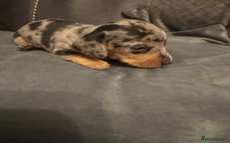 Miniature Dachshund dogs for sale: Mini Dachshund  - Image 11
