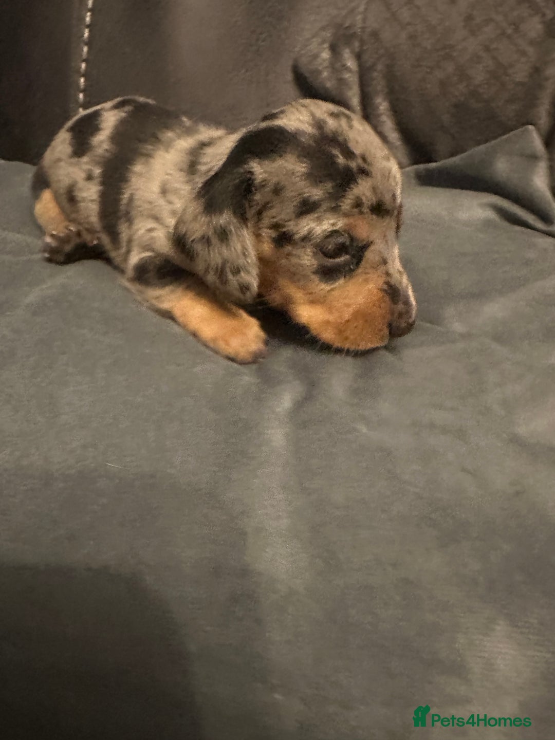 Miniature Dachshund dogs for sale: Mini Dachshund  - Image 11