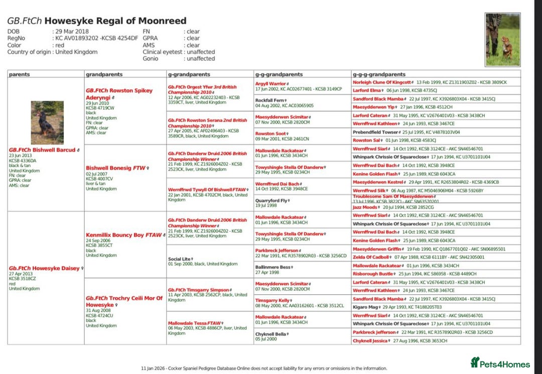Cocker Spaniel dogs for sale: Beautiful Working Cocker Puppies - FTCh sired - Advert 5