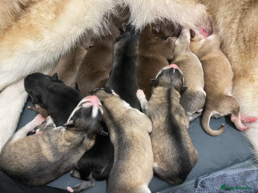 Mixed Breed dogs for sale: Malamute x Alaskan Shepherd Litter - Image 1