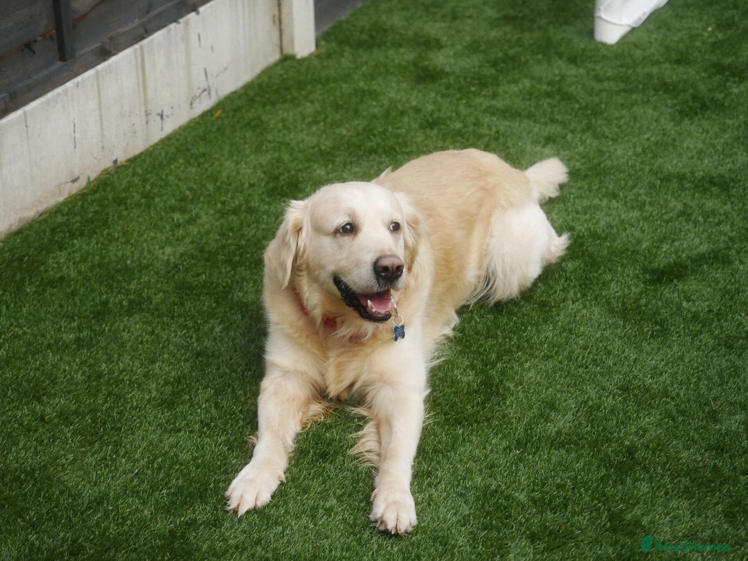 Golden Retriever dogs for stud: Stunning Golden Retriever for Stud –  meet Sammy - Image 14