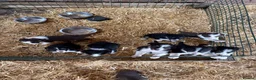 Border Collie dogs for sale: Border collie puppies - Advert 3