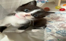 Mixed Breed cats for sale: 1 tiny Ragdoll cross female kitten left  - Image 3