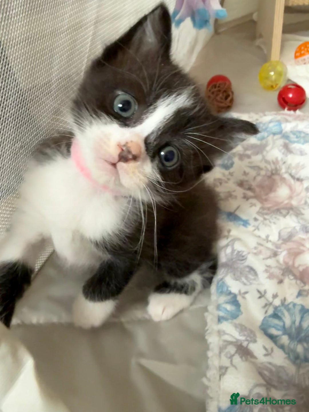 Mixed Breed cats for sale: 1 tiny Ragdoll cross female kitten left  - Image 3