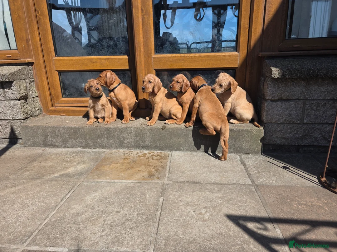 Mixed Breed dogs for sale: ALL REHOMED Vizslador Puppies  - Advert 1