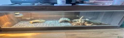 Bearded Dragon reptiles for sale: Bearded Dragon and set up for sale  in Rotherham - Advert 2