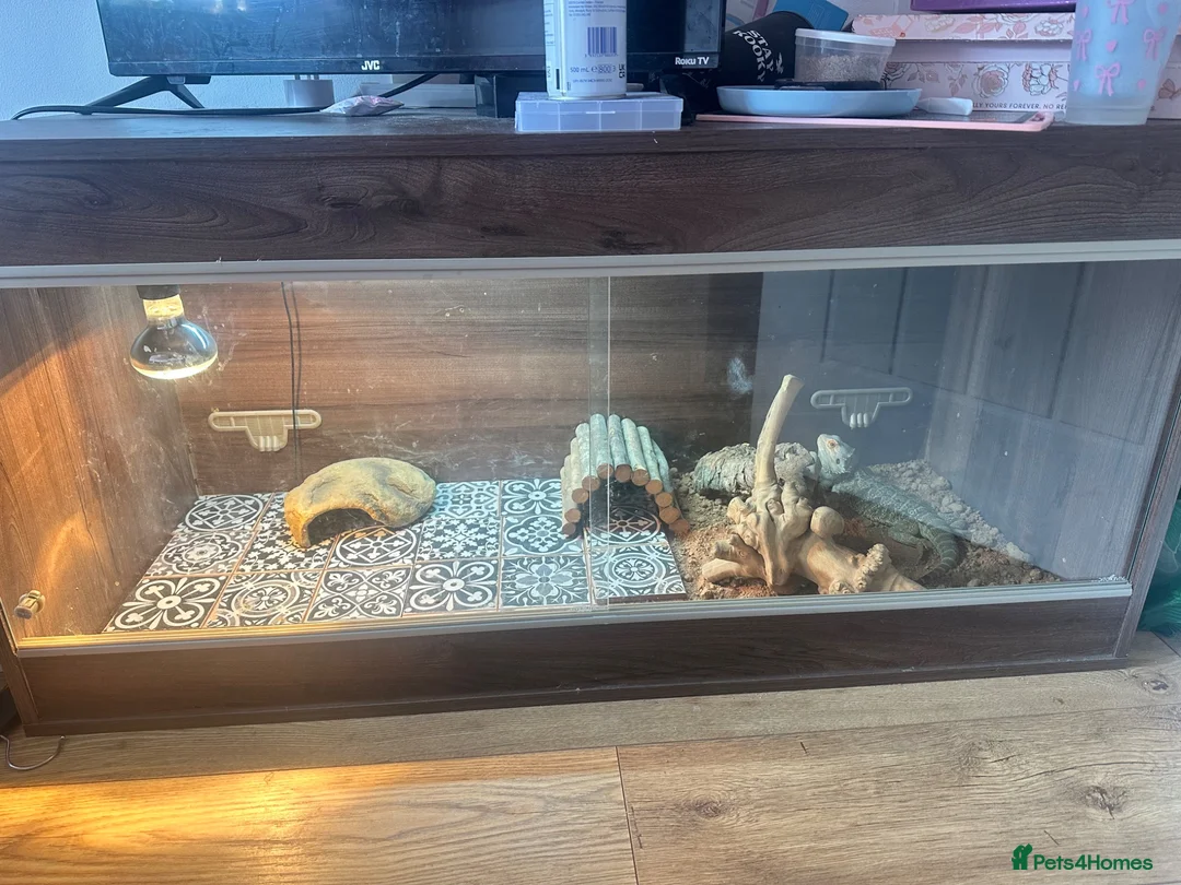 Bearded Dragon reptiles for sale: Bearded Dragon and set up for sale  in Rotherham - Advert 2