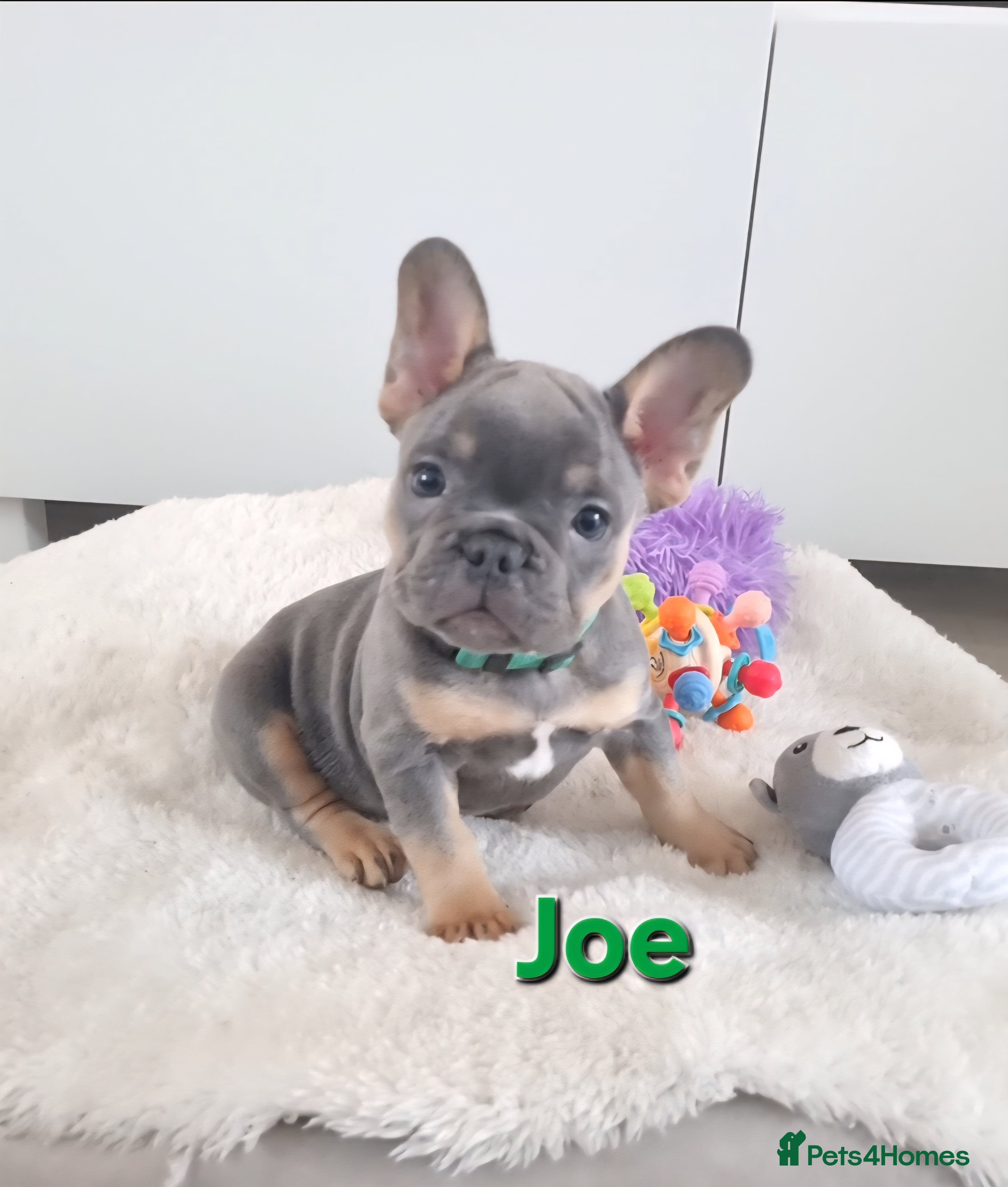 French Bulldog dogs Health tested French Bulldog puppies  - Advert 4