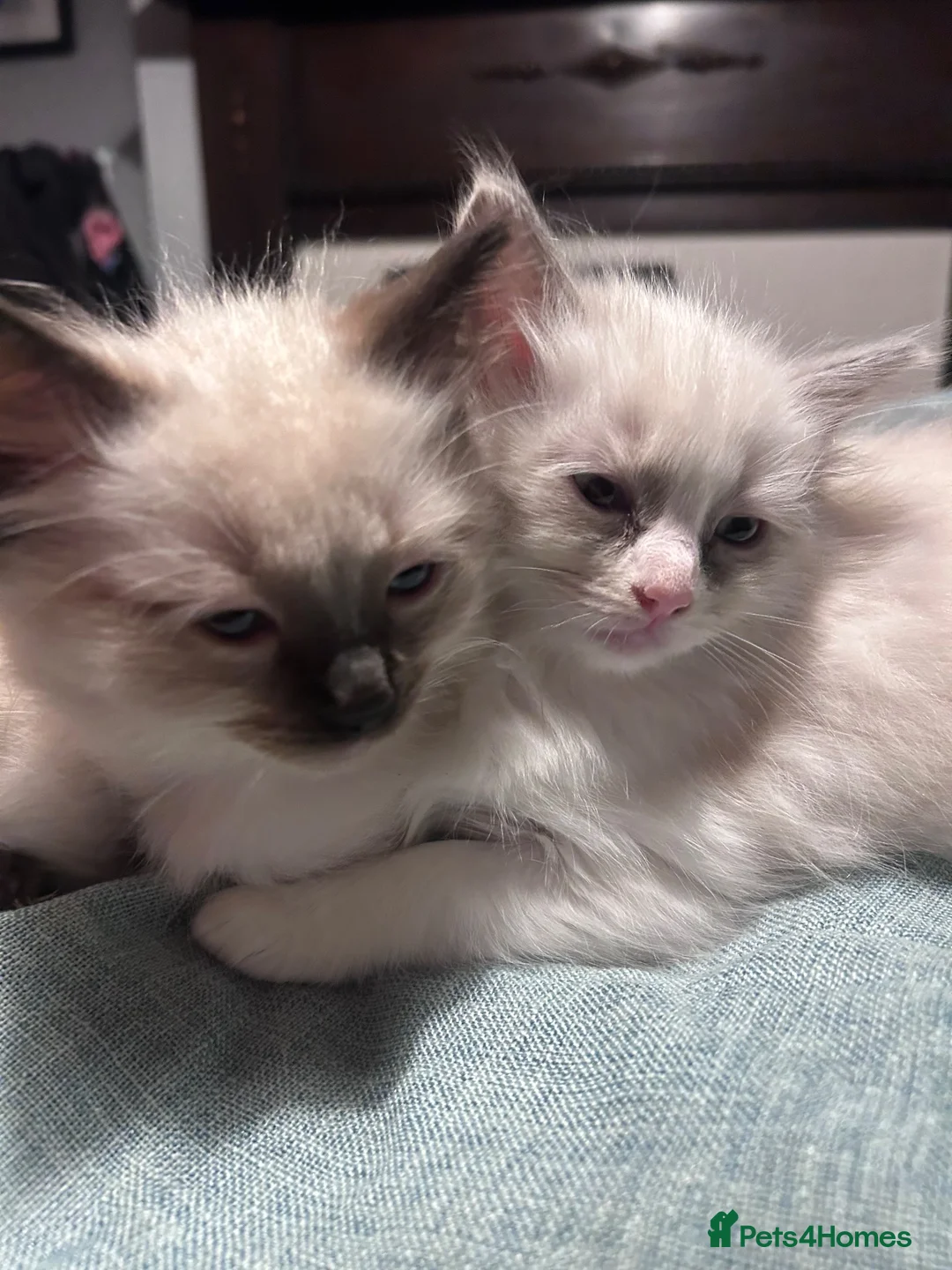 Ragdoll cats for sale: Ragdoll kittens for sale - Advert 2