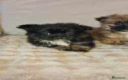 Pomeranian dogs for sale: Pomeranian puppies - Image 8