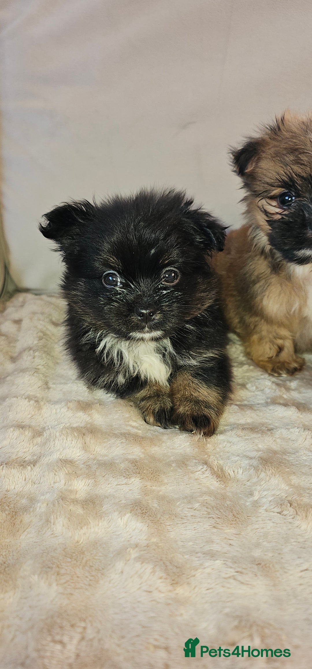 Pomeranian dogs for sale: Pomeranian puppies - Image 8