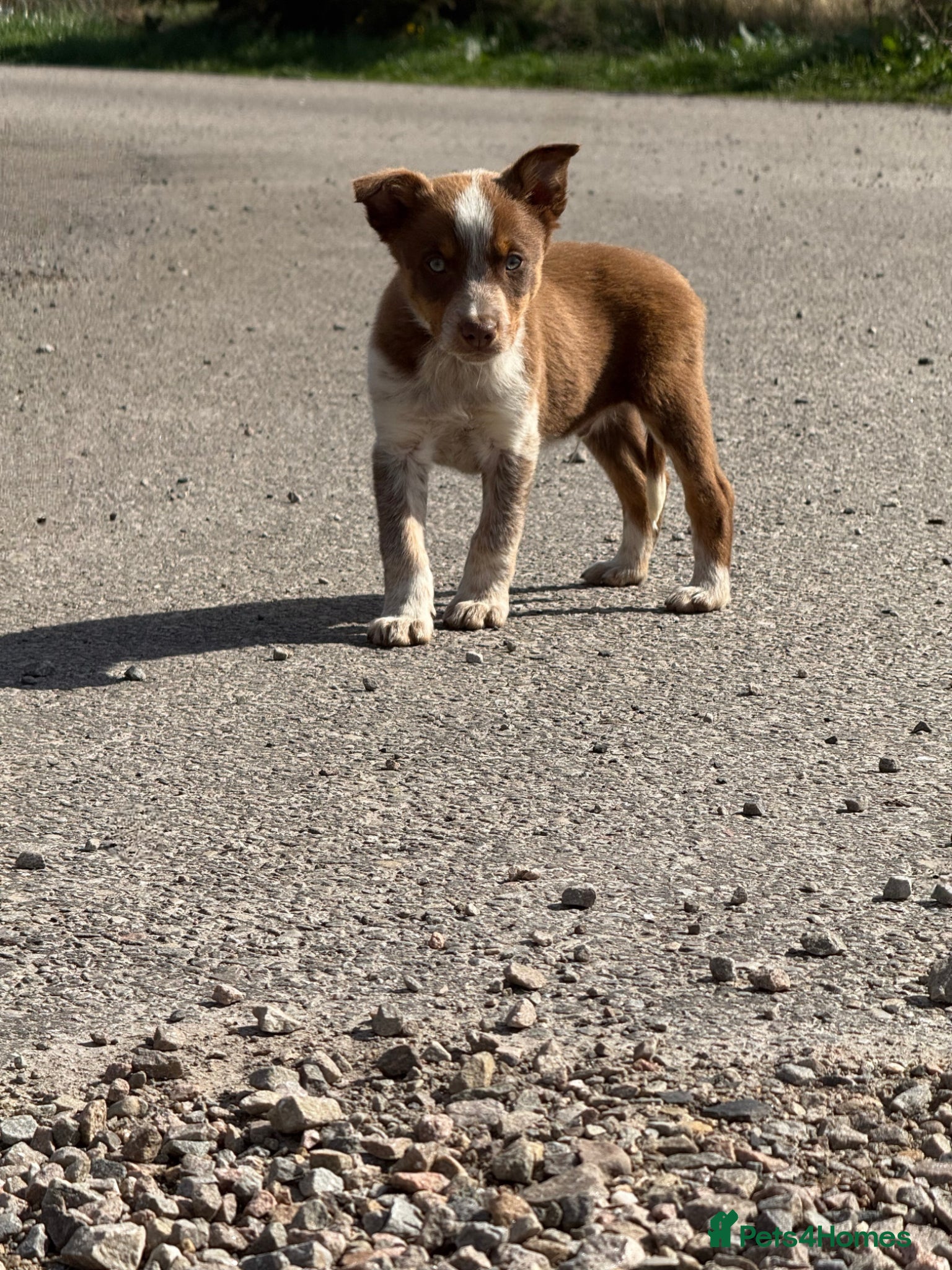 Border Collie dogs ⚡️ Border Collie Puppies From Working Lines ⚡️ - Advert 2