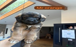 Mixed Breed dogs for sale: Outstanding Saint Bernadoodle Puppies  - Image 8