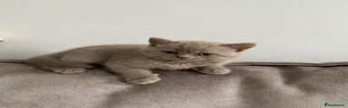 British Shorthair 5