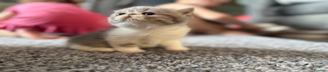Exotic Kitten 4