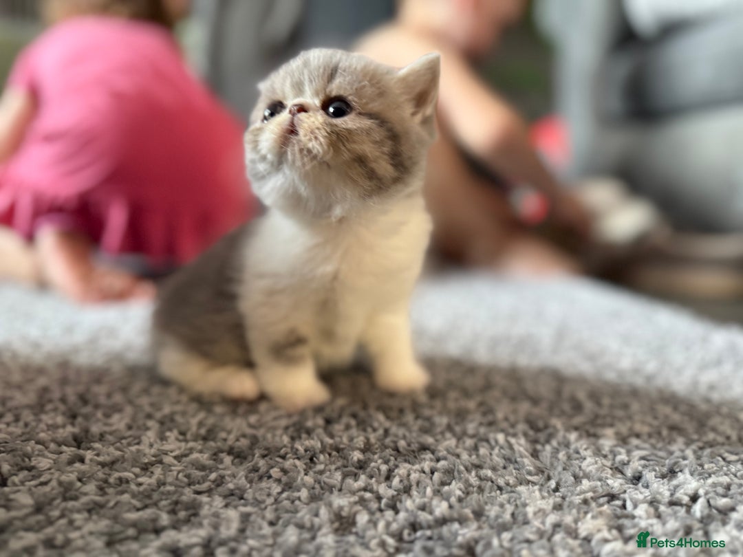 Exotic cats for sale: 4 beautiful exotic shorthair girls  - Image 16