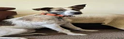 Mixed Breed dogs for adoption: Meet Winnie, currently residing in Cheshire  in Nantwich - Advert 2