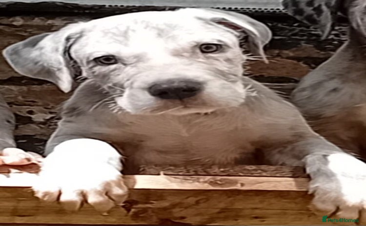 Mixed Breed dogs - Advert 11