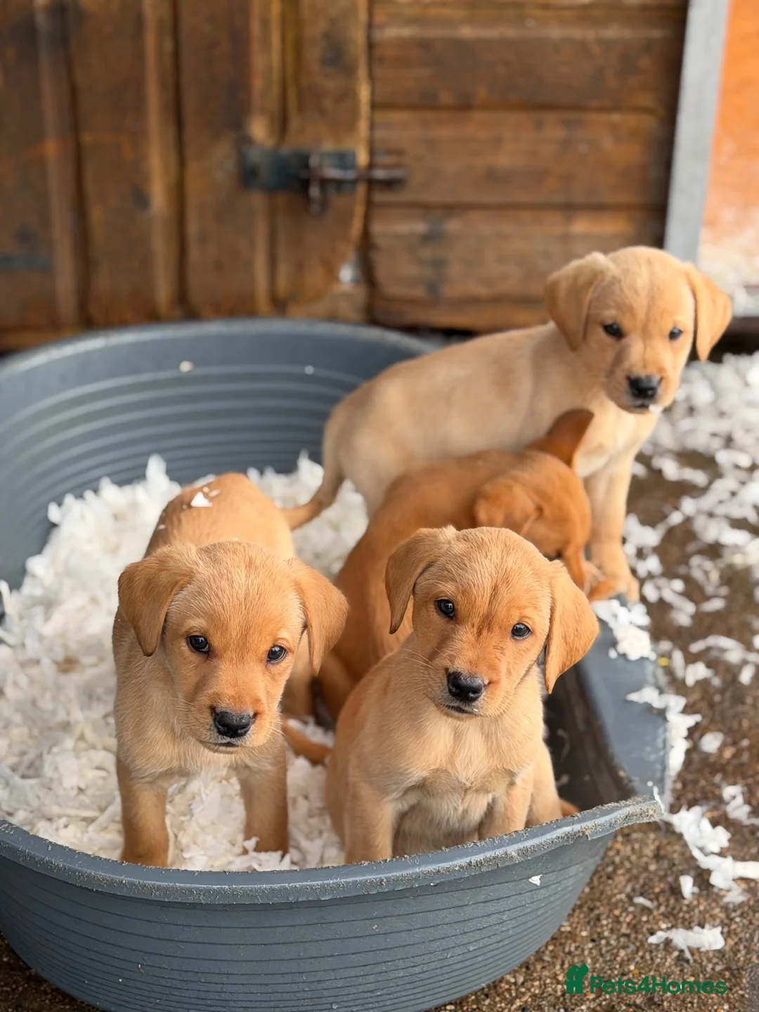 Labrador Retriever dogs for sale: SHAEDS OF YELLOW TO FOXRED - Advert 2