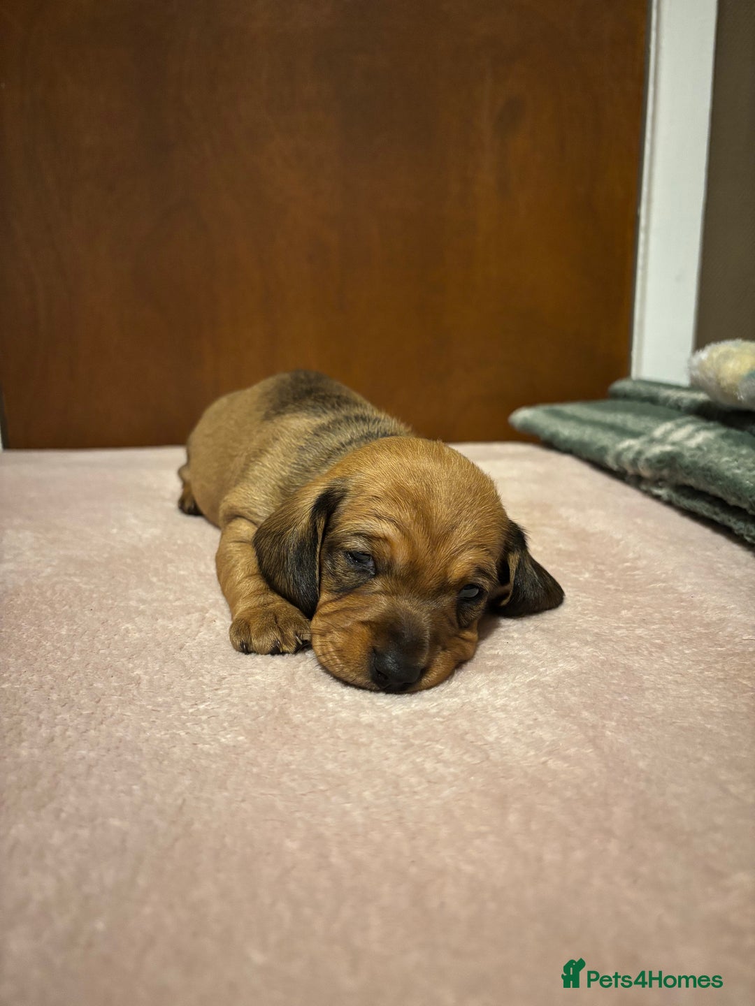 Miniature Dachshund dogs for sale: Miniature dachshund (1 girl left) - Advert 9