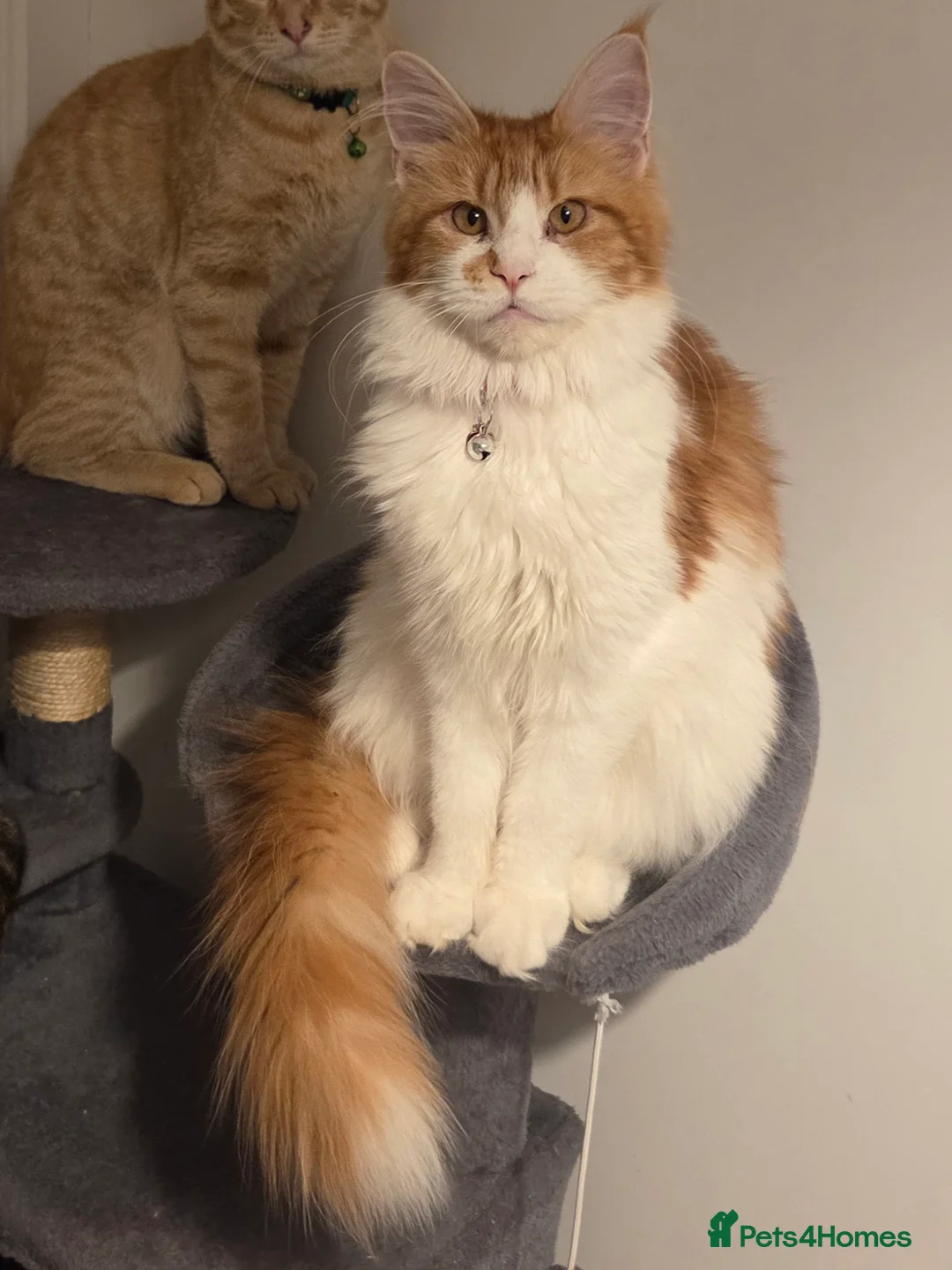 Maine Coon cats for sale: Flossy  - Advert 1