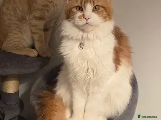 Maine Coon cats Flossy - Advert 1