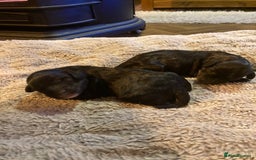 Cockapoo dogs for sale: Stunning Litter of Phantom F1 Cockapoo Puppies - Image 2