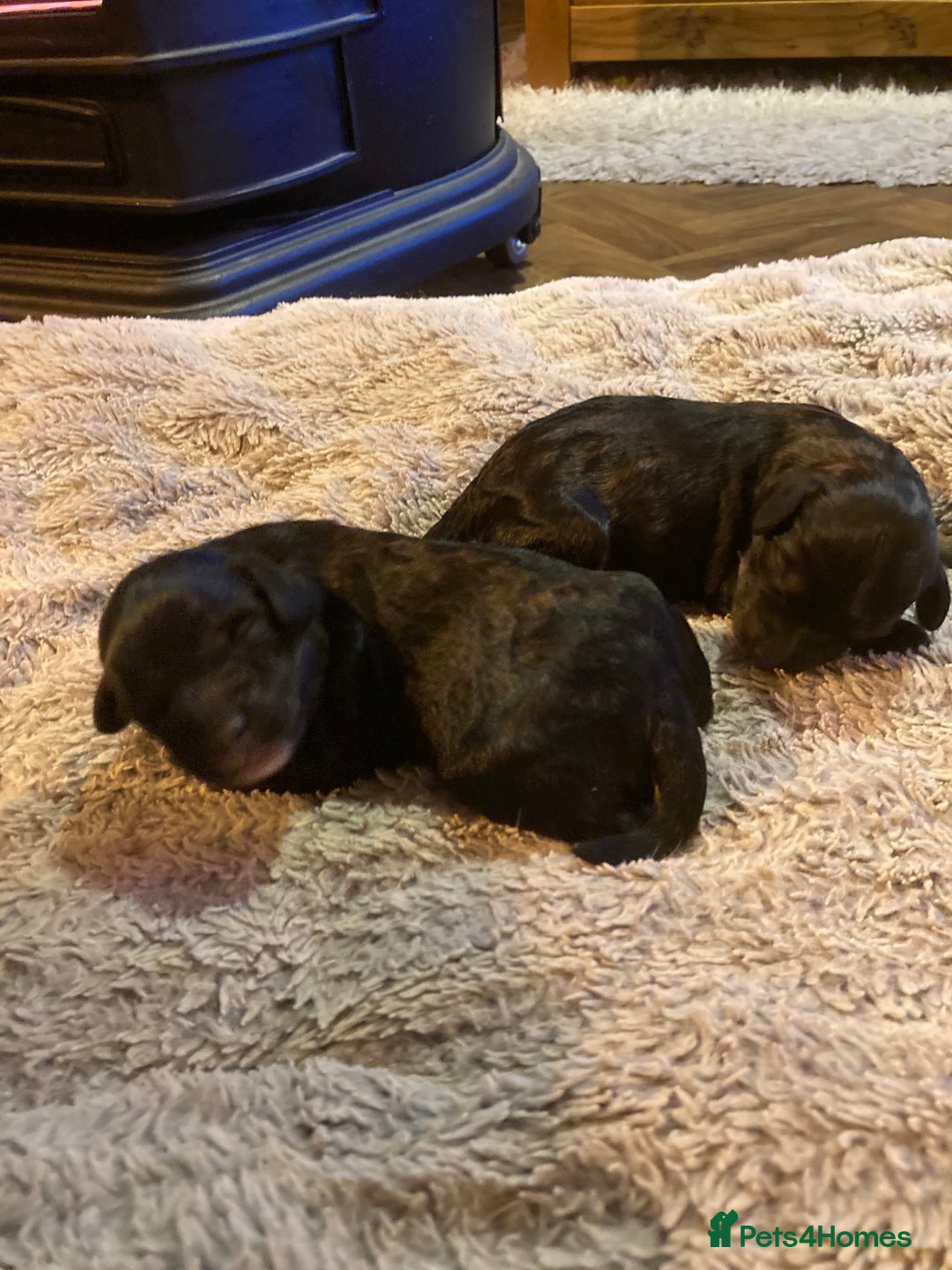 Cockapoo dogs for sale: Stunning Litter of Phantom F1 Cockapoo Puppies - Image 2