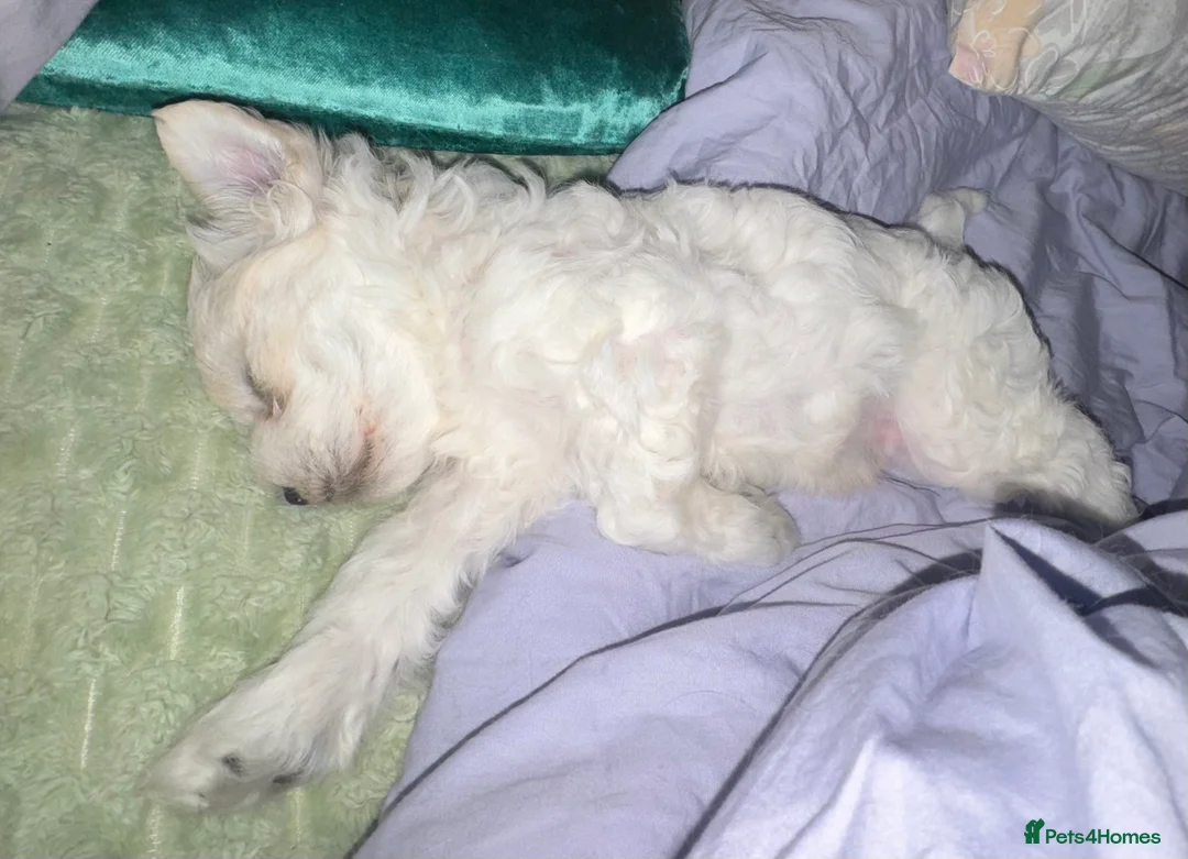 Bichon Frise dogs for sale: 2 Male Bichon Frise Puppies for Sale 🐶🩵🩵 - Advert 2