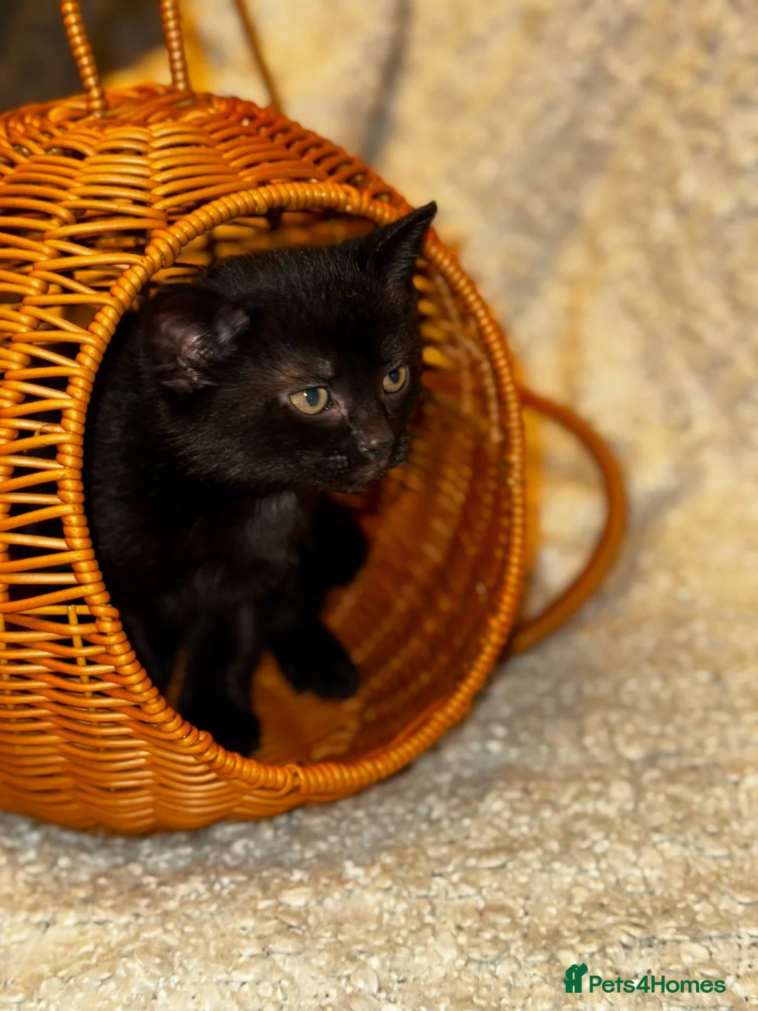 Scottish Fold cats for sale: ✨️5x Scottish Fold/Straight kittens READY TO GO ✨️ - Advert 10