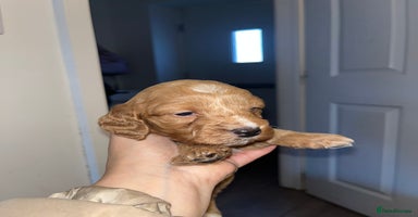 Cockapoo dogs Cockapoo puppies  - Advert 2