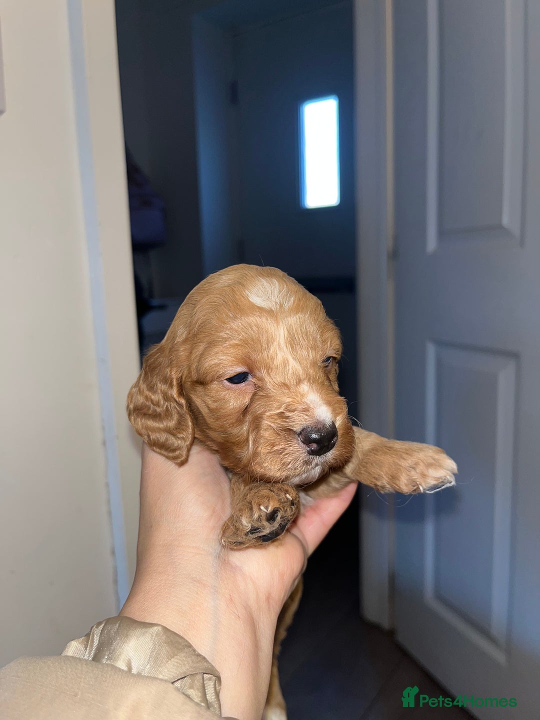 Cockapoo dogs for sale: Cockapoo puppies  - Advert 3