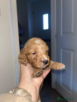 Cockapoo dogs Cockapoo puppies - Advert 2