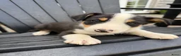 Border Collie dogs for sale: Border collie pups for sale - Advert 6
