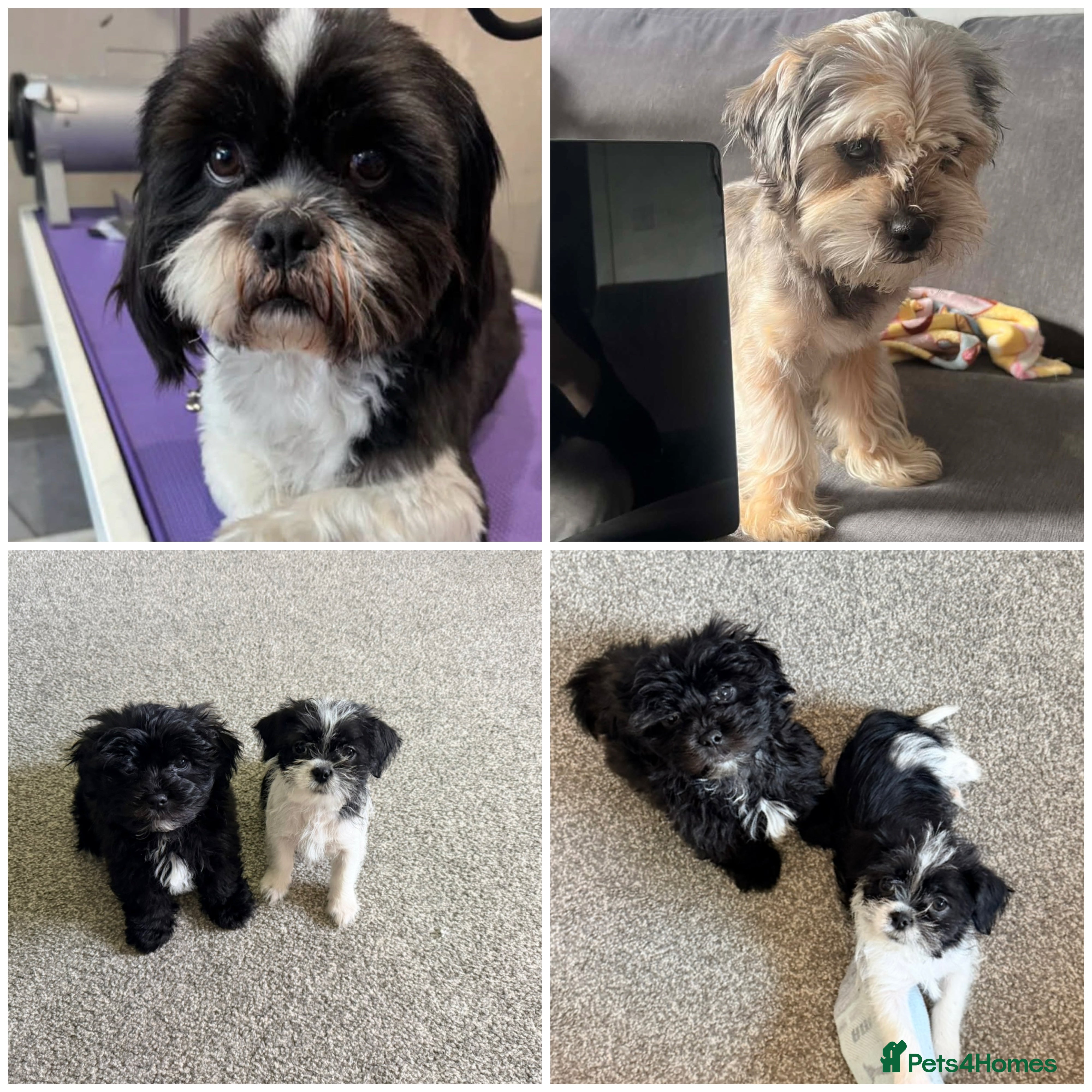 Zuchon dogs Shihzu x Bichion x Westie - Advert 4