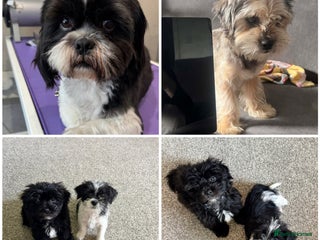 Zuchon dogs Shihzu x Bichion x Westie - Advert 4