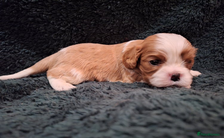 Cavalier King Charles Spaniel dogs - Advert 4
