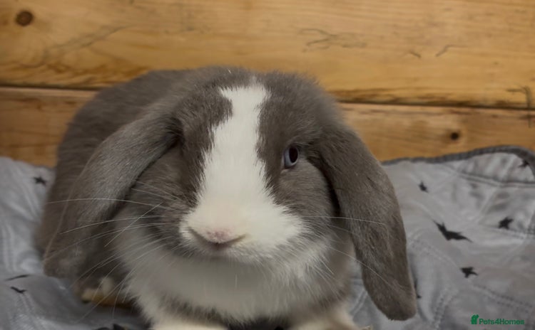 Mini Lop rabbits - Advert 11