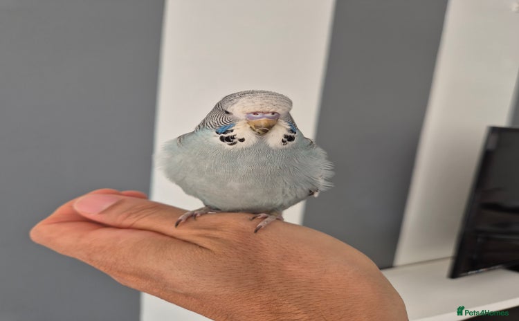 Budgerigars birds - Advert 12