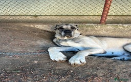 Anatolian Shepherd dogs for sale: Malakli Puppies - Image 17
