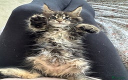 Maine Coon cats for sale: 4 big pure gorgeous Mainecoon boys  - Image 31