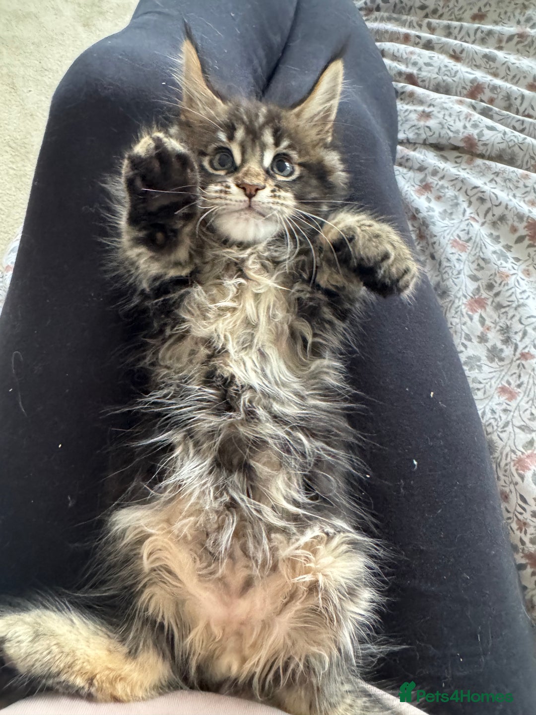 Maine Coon cats for sale: 4 big pure gorgeous Mainecoon boys  - Image 31